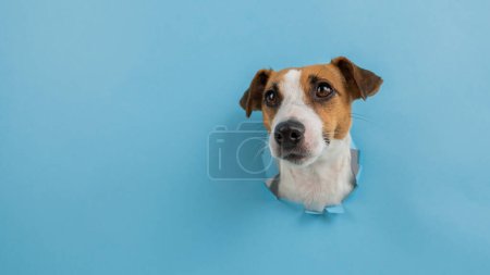 Photo for Funny dog muzzle from a hole in a paper blue background. Copy spase - Royalty Free Image