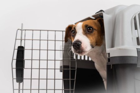 Foto de Jack Russell Terrier perro asomándose fuera de la jaula de viaje - Imagen libre de derechos