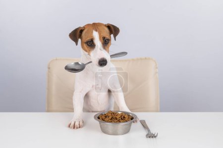 Jack Russell Terrier chien assis à une table avec un bol de nourriture sèche et tient une cuillère dans sa bouche