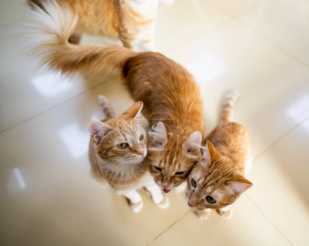Foto de Un grupo de gatos en un café para gatos. Espacio de caridad - Imagen libre de derechos