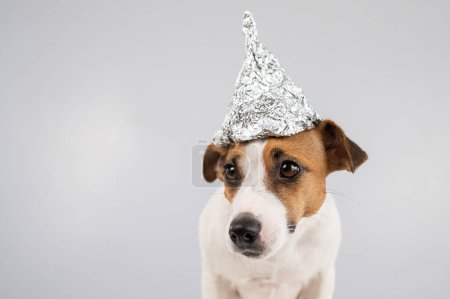 Photo for Portrait of a Jack Russell Terrier dog in a tinfoil hat on a white background - Royalty Free Image
