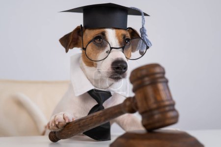 Dog jack russell terrier dressed as a judge and holding a gavel on a white background