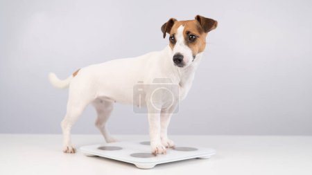 Chien Jack Russell terrier se tient sur les échelles sur un fond blanc