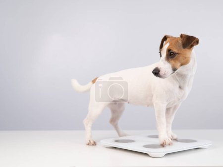 Dog Jack Russell Terrier steht auf der Waage auf weißem Hintergrund