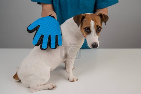 Veterinario peinando un perro Jack Russell Terrier con un guante especial