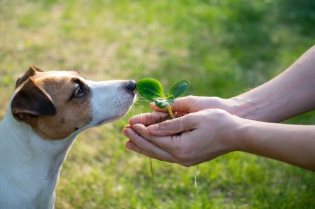 Photo for A woman holds a sprout in her hands next to the muzzle of a Jack Russell dog outdoors - Royalty Free Image