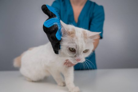 Téléchargez les photos : Le vétérinaire peigne un chat blanc moelleux avec un gant spécial - en image libre de droit