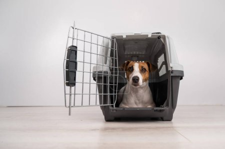 Jack Russell Terrier dog inside a cage for safe transportation with open door