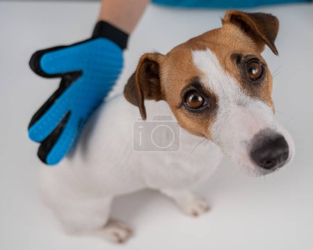 Téléchargez les photos : Vétérinaire peigner un chien Jack Russell Terrier avec un gant spécial - en image libre de droit