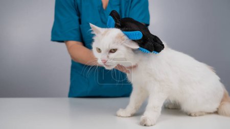 Téléchargez les photos : Le vétérinaire peigne un chat blanc moelleux avec un gant spécial - en image libre de droit