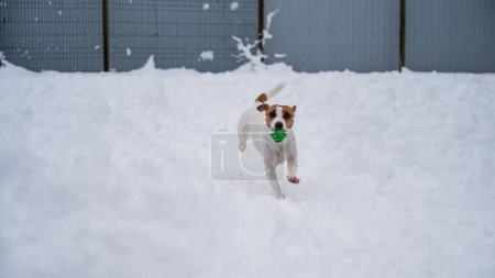 Photo for Jack Russell Terrier dog playing ball in the snow - Royalty Free Image