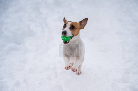 Photo for Jack Russell Terrier dog playing ball in the snow - Royalty Free Image