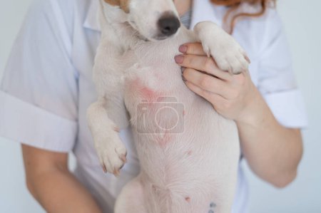 Foto de Veterinarian holding a jack russell terrier dog with dermatitis - Imagen libre de derechos