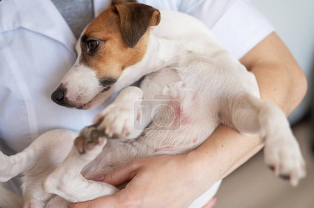 Foto de Veterinarian holding a jack russell terrier dog with dermatitis - Imagen libre de derechos