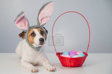 Cute jack russell terrier perro en un borde de conejo junto a una cesta con huevos de Pascua pintados sobre un fondo blanco