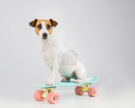 Hund auf einem Groschenbrett auf weißem Hintergrund. Jack Russell Terrier fährt Skateboard im Studio
