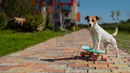 Photo for Jack russell terrier dog rides a penny board outdoors - Royalty Free Image