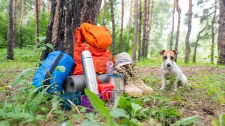 Photo for Dog and camping equipment in a pine forest. Backpack, thermos, sleeping bag, compass, hat and shoes - Royalty Free Image