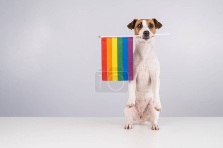 Jack Russell terrier chien tenant un drapeau arc-en-ciel dans sa bouche sur un fond blanc. Espace de copie