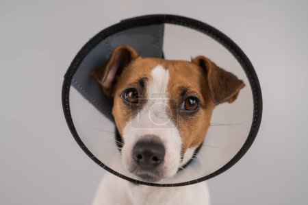 Foto de Jack Russell Terrier dog in plastic cone after surgery - Imagen libre de derechos