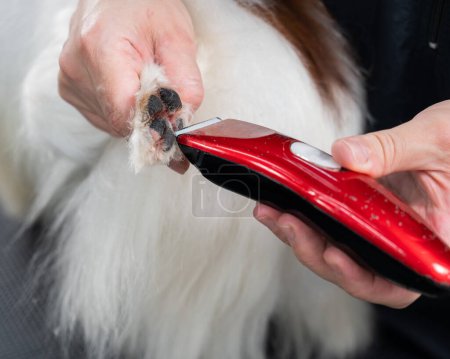 A female groomer cuts the hair between the toes of a Papillon dog