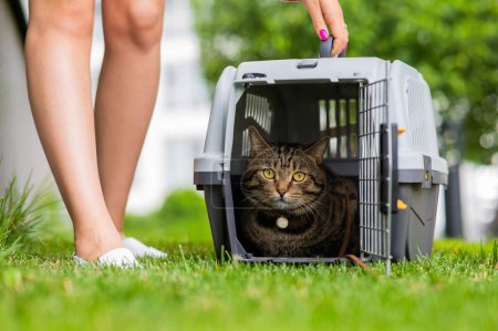 Eine grau gestreifte Katze liegt in einer Transportbox auf dem grünen Gras im Freien neben den Füßen des Besitzers