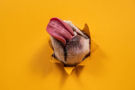 Foto de Lamiendo gato perro russell terrier rompió fondo de cartón naranja con su nariz - Imagen libre de derechos