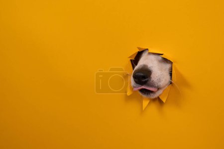 Photo for Licking dog jack russell terrier broke orange cardboard background with his nose - Royalty Free Image