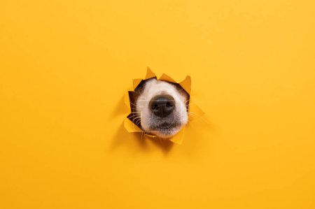 Foto de Jack Russell Terrier nariz de perro sobresaliendo de papel rasgado fondo naranja - Imagen libre de derechos