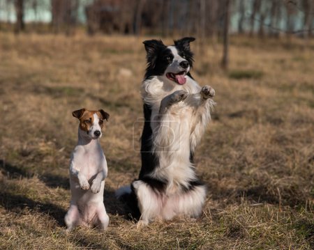 Border collie dog and jack russell terrier walk in the park in autumn