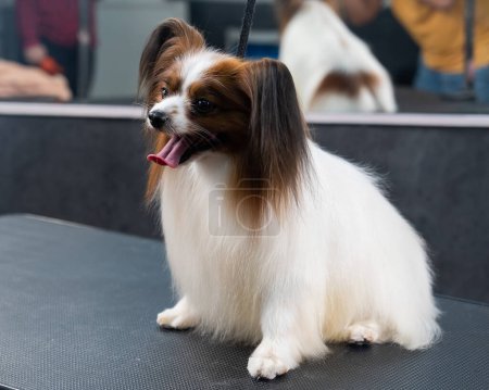 Photo for Portrait of Papillon Continental Spaniel dog in grooming salon - Royalty Free Image