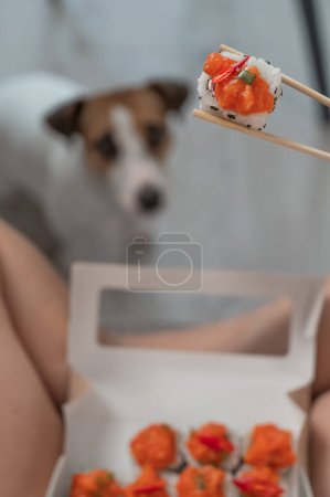 Foto de Una mujer se sienta en el sofá y come rollos. Jack Russell Terrier perro se sienta en el suelo y pide comida a su dueño - Imagen libre de derechos