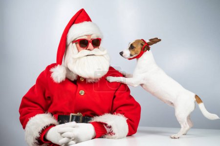Téléchargez les photos : Portrait de Père Noël claus en lunettes de soleil et chien Jack Russel terrier en rudolf oreilles de renne sur un fond blanc - en image libre de droit