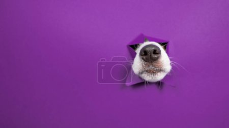 Die Nase eines Jack Russell Terrier Hundes ragt aus zerrissenem Papier auf lila Hintergrund