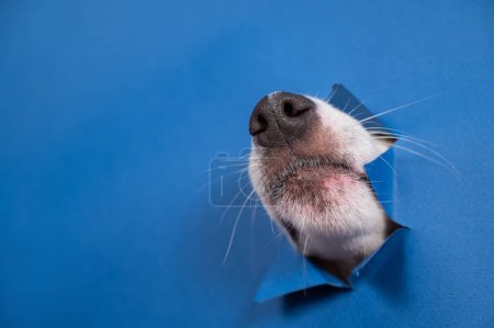Jack Russell Terrier dog nose sticking out of torn paper blue background