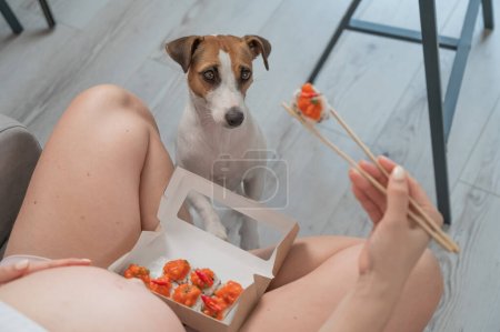 Foto de Una mujer embarazada se sienta en el sofá y come rollos. Jack Russell Terrier perro se sienta en el suelo y pide comida a su dueño - Imagen libre de derechos