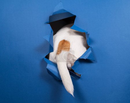 La queue d'un chien Jack Russell Terrier sort du papier déchiré sur fond bleu