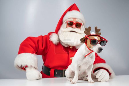 Photo for Portrait of santa claus in sunglasses and dog jack russell terrier in rudolf reindeer ears on a white background - Royalty Free Image