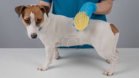 Groomer combs Jack Russell Terrier dog with silicone brush