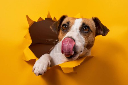 Foto de Lamiendo jack russell terrier sale de un fondo de papel naranja rasgándolo - Imagen libre de derechos