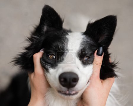The owner squeezes the muzzle of the border collie dog outdoors