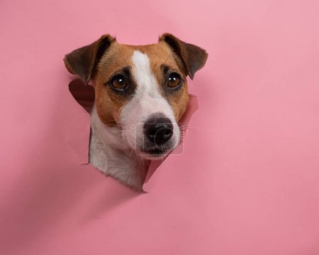 divertido perro jack russell terrier rasgado rosa papel fondo