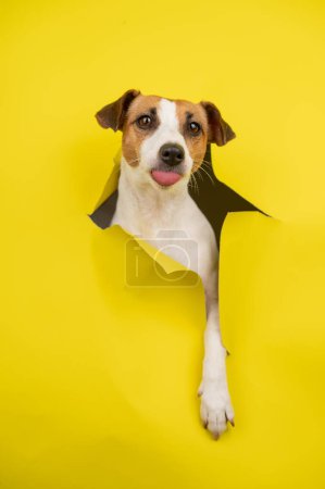 Lindo perro Jack Russell Terrier rompiendo fondo de cartón amarillo. Foto vertical