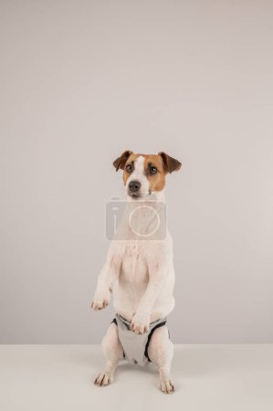 Mignon chien Jack Russell Terrier portant des culottes menstruelles sur un fond blanc. Diapo réutilisable.Photo verticale