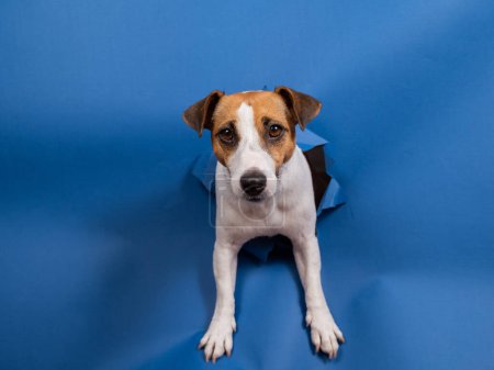 Foto de Divertido perro jack russell terrier sube fuera de un papel azul fondo rompiendo un agujero en él - Imagen libre de derechos