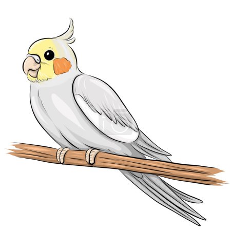 Illustration for Vector illustration of a cute cockatiel - Royalty Free Image