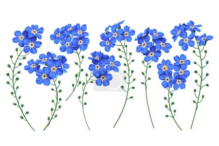 Vector Vergiss-mich-nicht-Blumen. Realistische, handgezeichnete, detaillierte florale Clip-Art-Elemente. Konfektionierte Blumen für Werbung, Karten, Banner in sozialen Netzwerken, Druckdesign, Muster-Textildruck-Design