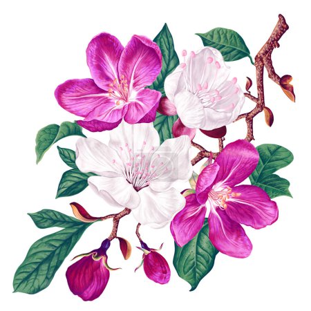 Branche vectorielle avec fleurs printanières roses et blanches. Branche d'arbre fruitier réaliste. Élément graphique détaillé dessiné à la main pour votre design, flyers, publicité, messages sur les médias sociaux, textile