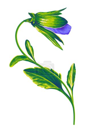 Illustration for Realistic hand drawn flower, pansy bud. Blue flower of viola. Bright green leaves and fragile stem. Clip art element for your design. - Royalty Free Image