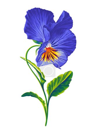 Illustration for Ready-made composition, botanical element vector pansy, blue and yellow viola flower. Detailed realistic botanical illustration for your design, flyers, advertising, social media, textiles. - Royalty Free Image